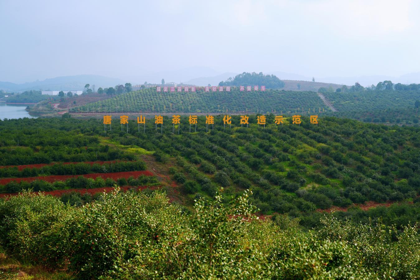 湖南政协新闻网 湖南政协新闻网