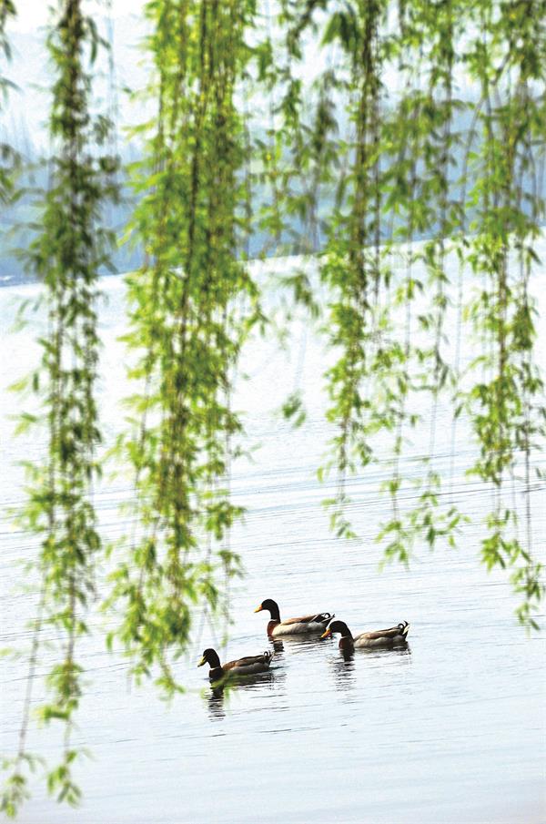 芙蓉版图片 《春江水暧》 杨运焰摄(81475)-20210311105004.jpg