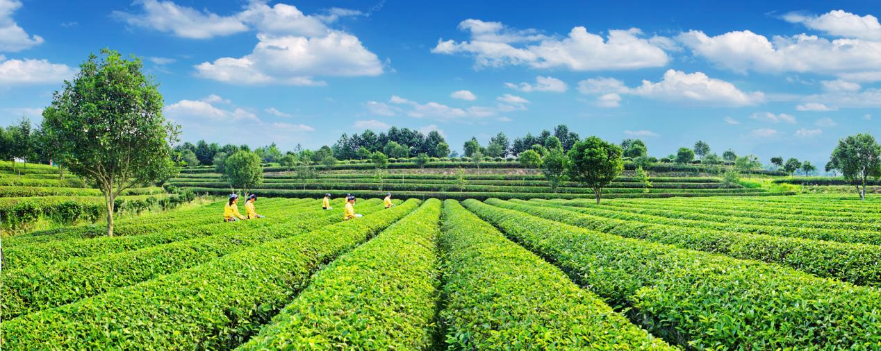 金井茶园 （受访者 供图）.jpg