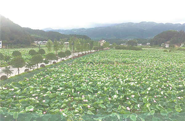 新春观察-1.jpg