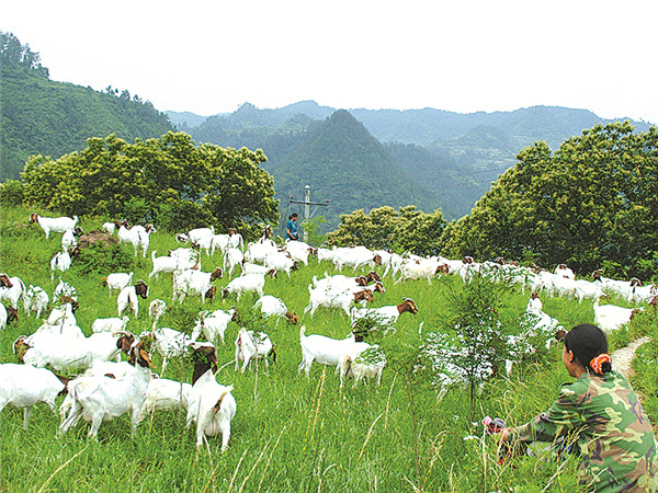 草山放羊.jpg