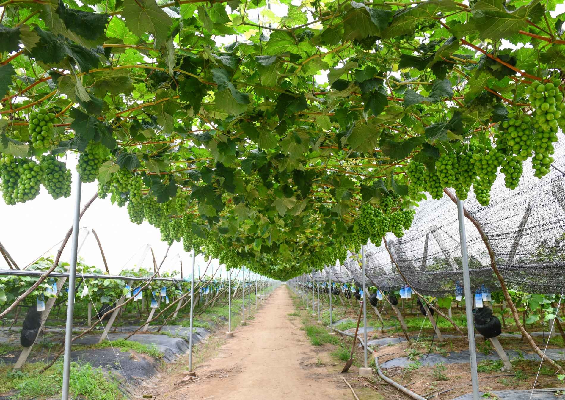 湖南政协新闻网