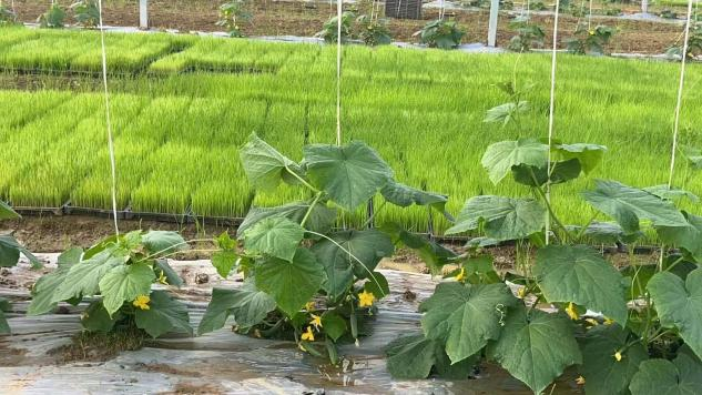 湖南政协新闻网