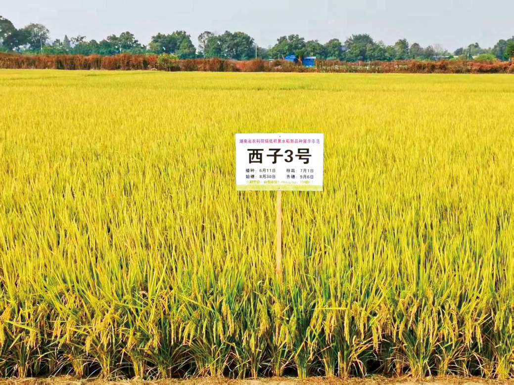 湖南政协新闻网