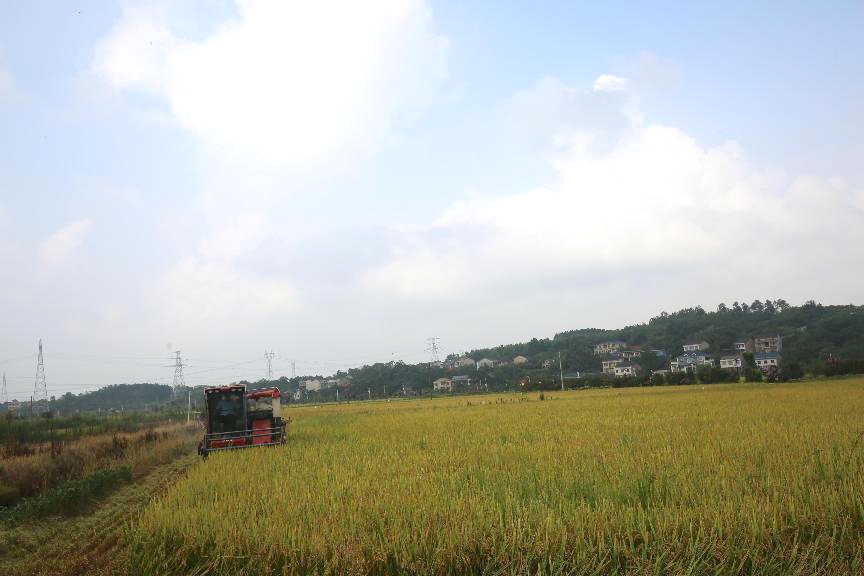 湖南政协新闻网