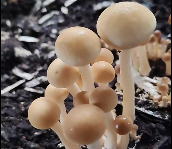 湖南政协新闻网