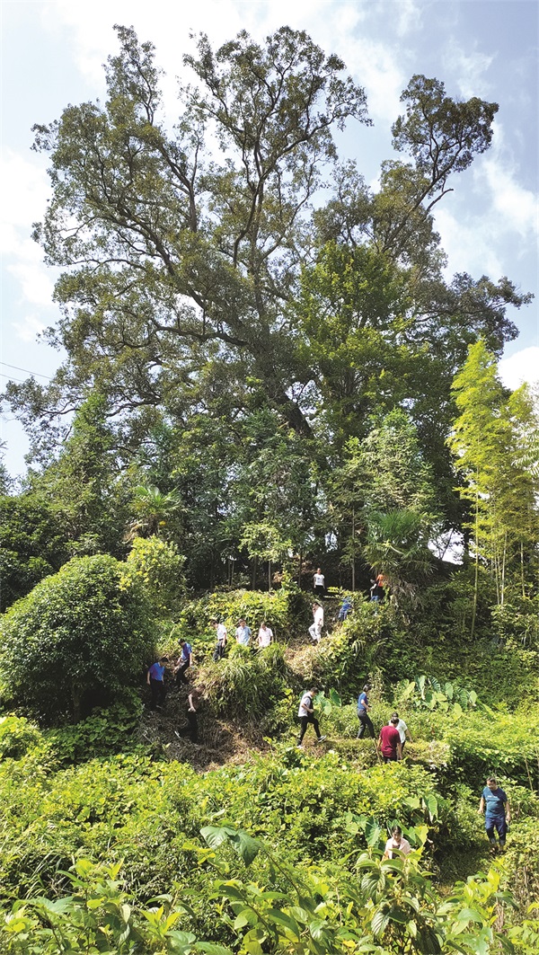 湖南古树.jpg