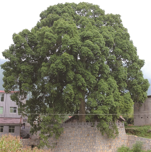 57173_zhangchunmei_1596683641461.jpg