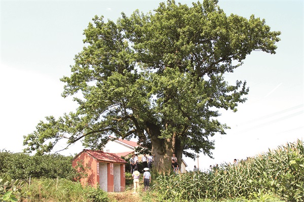 57169_zhangchunmei_1596683534604.jpg