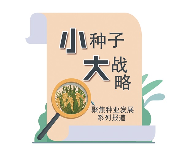 小种子大战略栏花.jpg