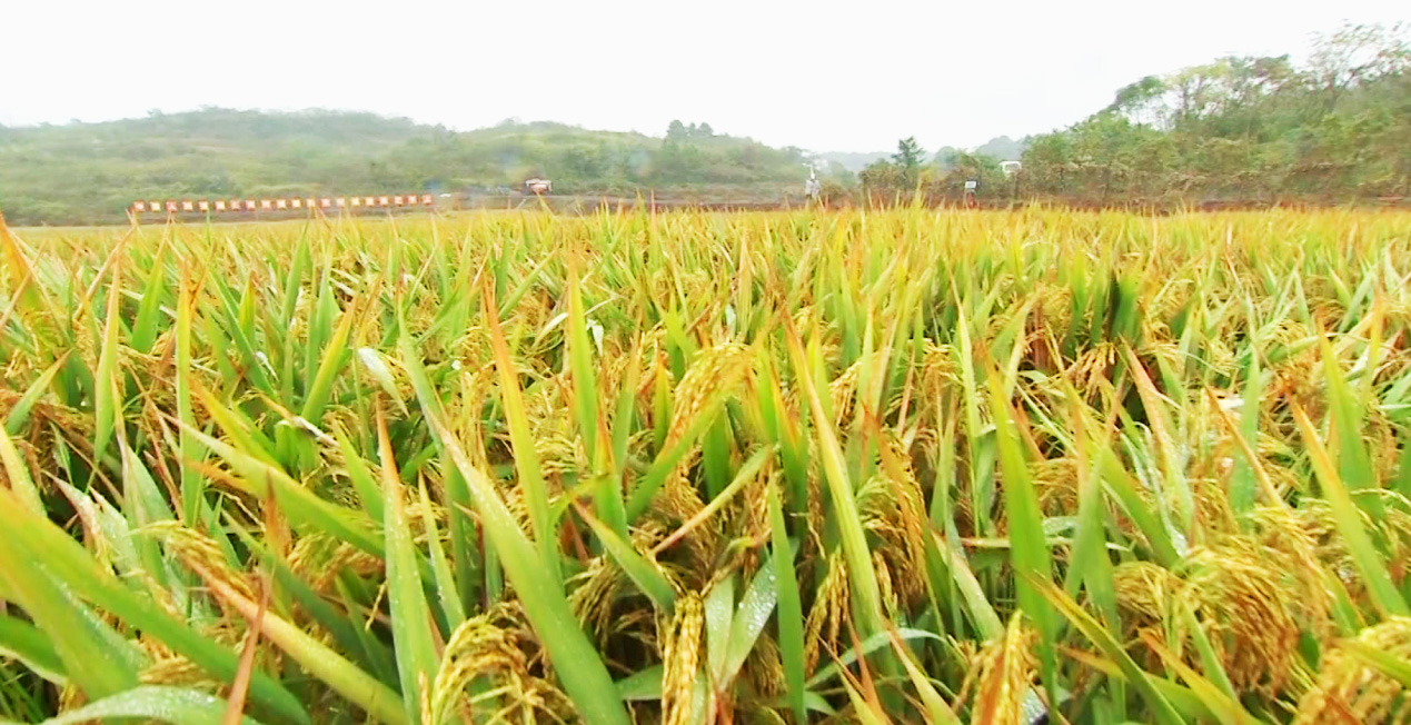 优质农品助推衡南大步迈进农业强县1.jpg