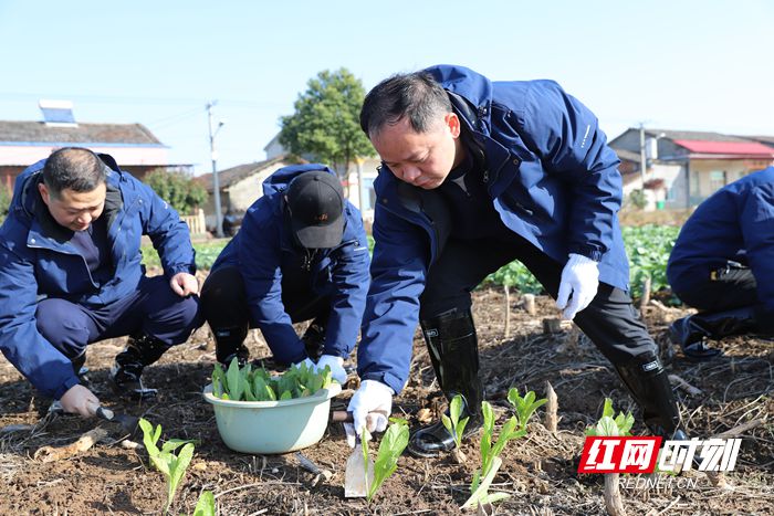 种植芥菜 (11)_副本.jpg