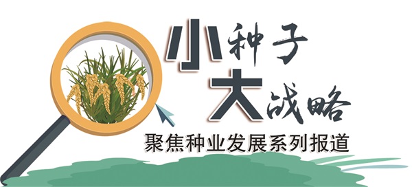 小种子大战略栏花改.jpg
